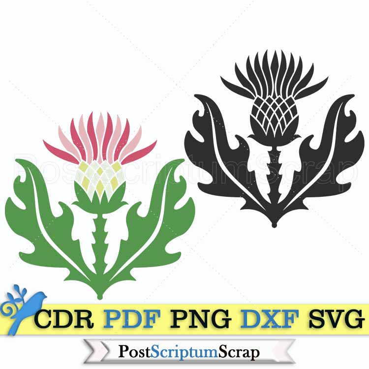 Thistle svg clipart scottish design flower silhouette